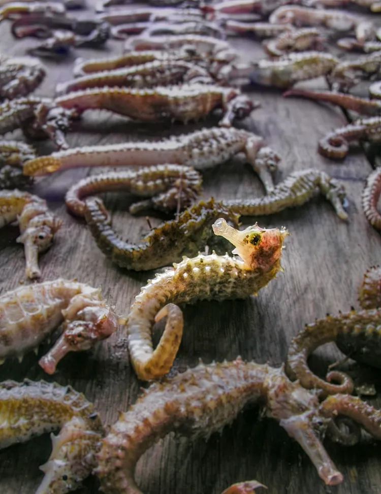 《悲傷捕獲》獲「水下保育」類別首獎。©Lawrence Alex Wu／Ocean Art 2022 