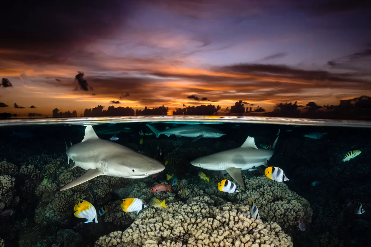 《3隻鯊魚》獲廣角類別首獎。© Renee Capozzola/Ocean Art 2022
