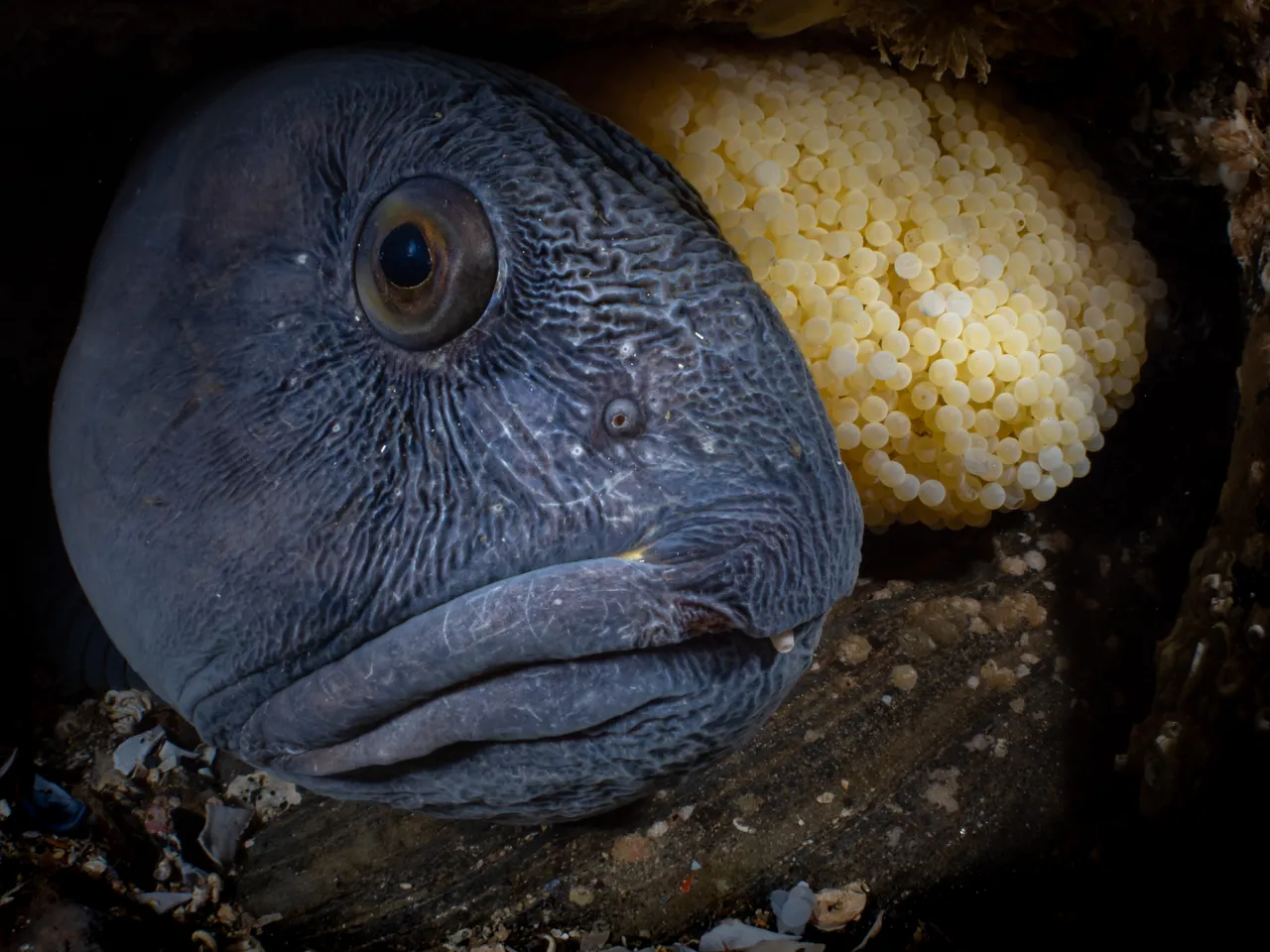 《巢穴》獲「海洋生物行為」類別首獎。©Galice Hoarau/Ocean Art 2022