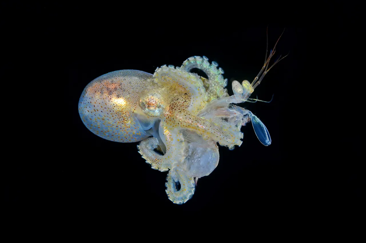 《章魚的攻擊》獲「黑水」類別首獎。©Dennis Corpuz/Ocean Art 2022