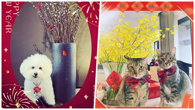 賈靜雯家中愛犬Miu Miu以及2隻貓咪也加入賀歲行列。翻攝Alyssachia IG