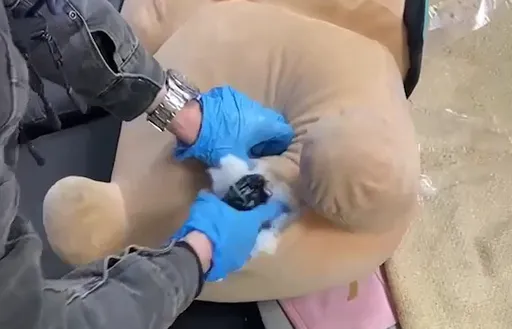 他直盯著看有詭!這個布偶還特別重 警從肚裡撈出改造手槍