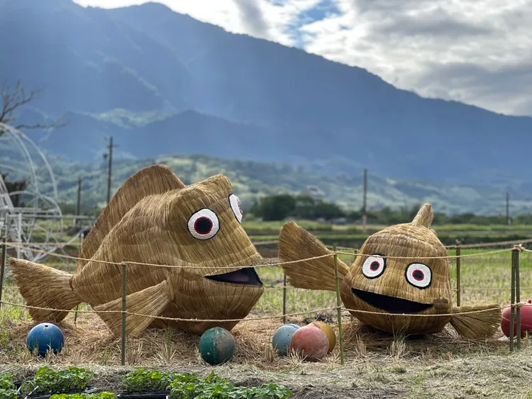 小丑魚游進花東縱谷。富里鄉農會提供