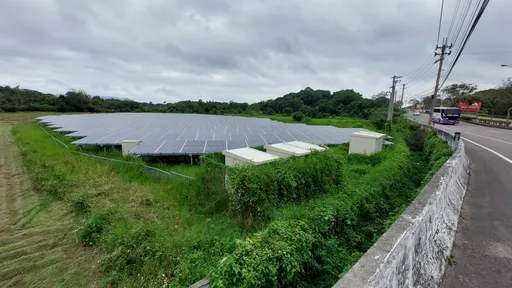種電亂象|農村地景被貼「狗皮膏藥」 保育石虎棲息地岌岌可危