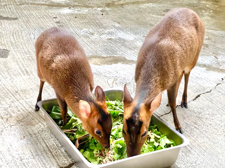 新生山羌「仔仔」與媽媽一起進食。觀光局提供