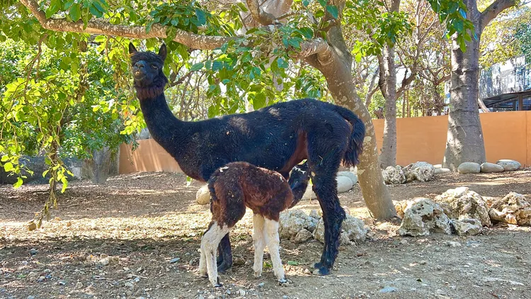 羊駝寶寶「白長襪」喝母奶。觀光局提供