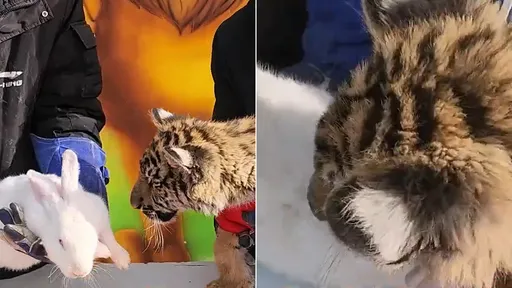 動物園搞「虎兔交接」迎春節 兔子險被啃成老虎年夜飯