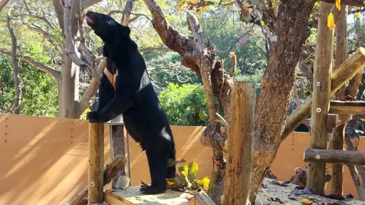 高雄壽山動物園春節限定 邀您過年看秀賞劇逛市集