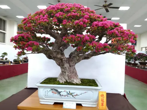 台南鹽水武廟辦新春花菓盆栽展 大會總冠軍竟是這人奪魁