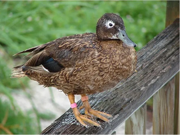 雷仙島鴨嚴重瀕臨滅絕，數量僅存約500隻。花蓮縣政府提供