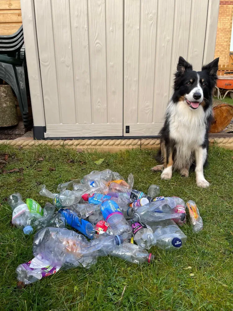 狗狗把撿空瓶當作遊戲，順便清潔環境。格蘭特提供