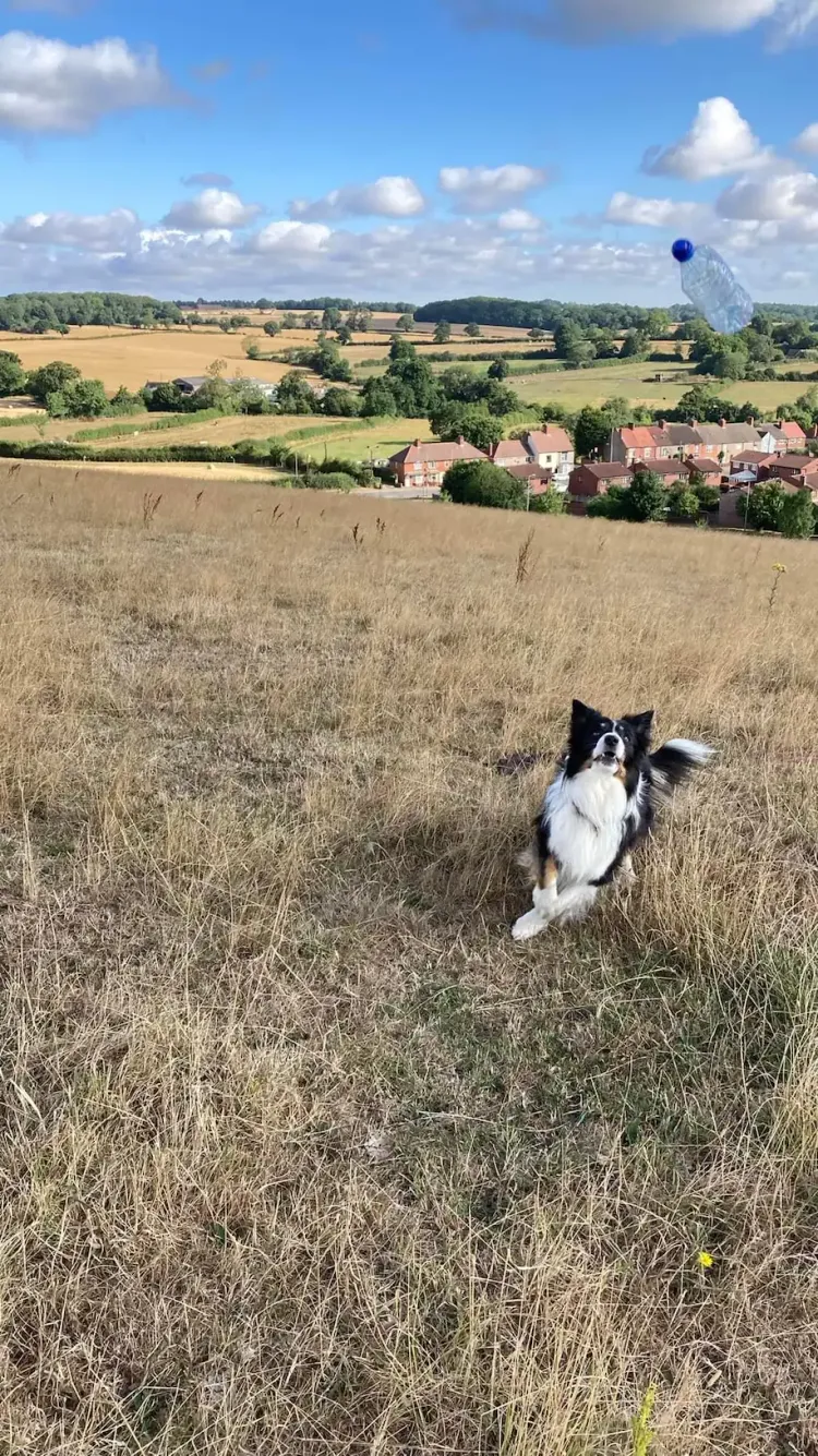 小邋遢把空瓶當作拋檢的玩具。格蘭特提供