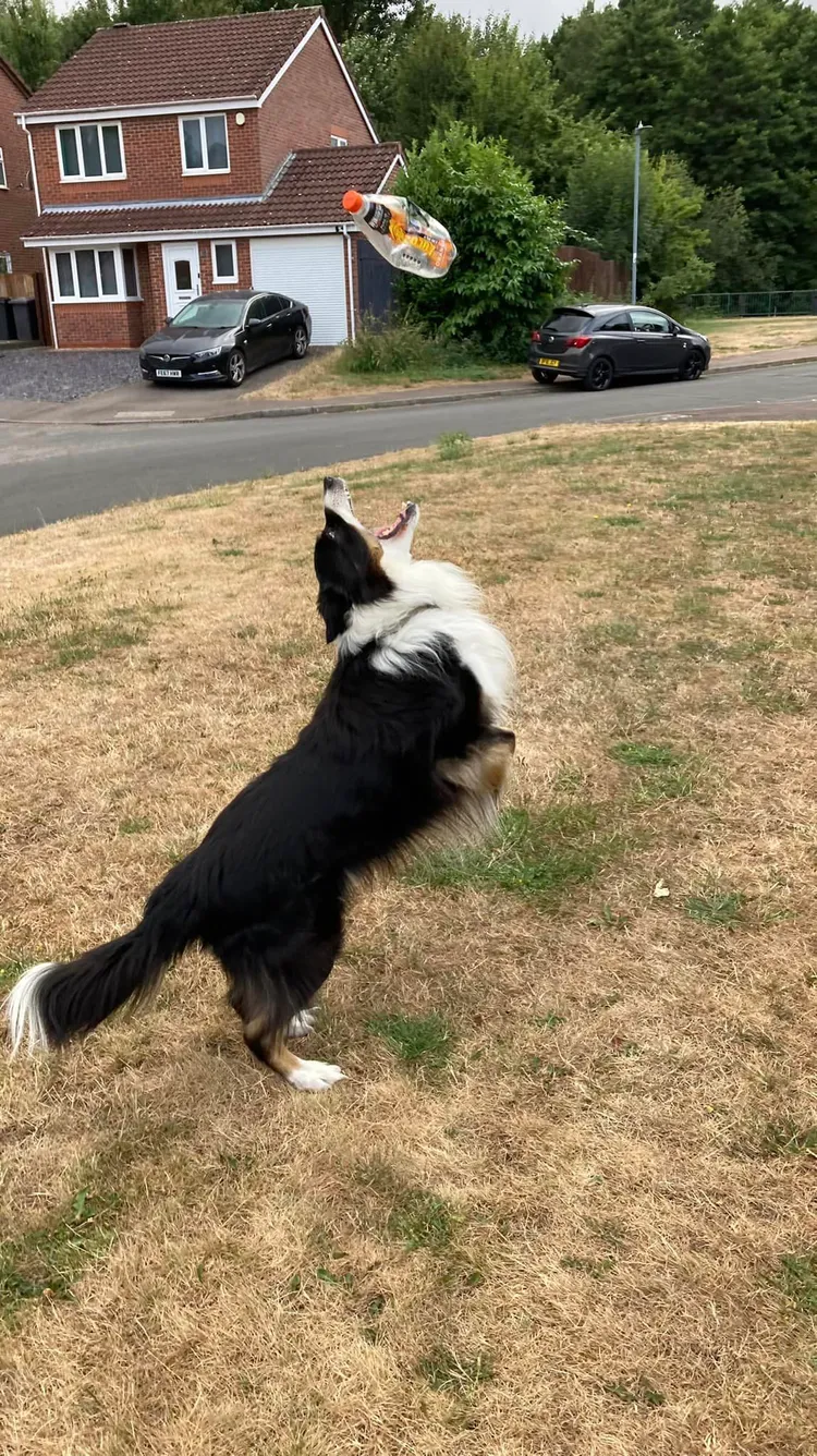 小邋遢是聰明的邊境牧羊犬。格蘭特提供