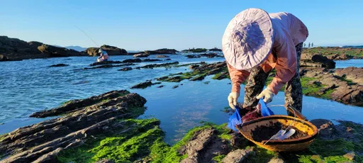 季節限定!大海的「黑金」寶藏 來東北角品嘗小紫菜正對時