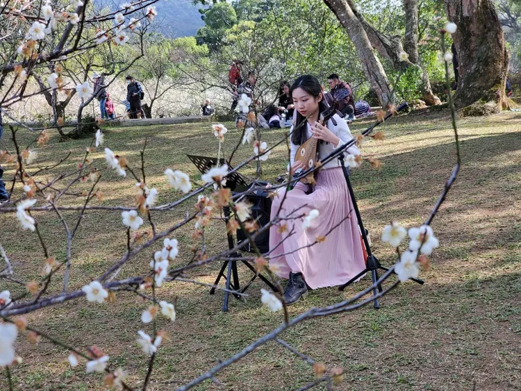 角板山梅花季活動1/13至1/15登場。桃園觀旅局提供