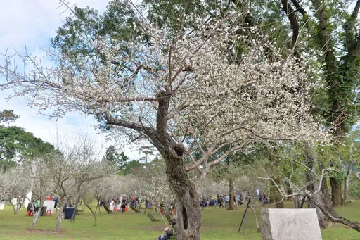 赏花趣|北台湾最大梅园在桃园 角板山梅花季1/13登场