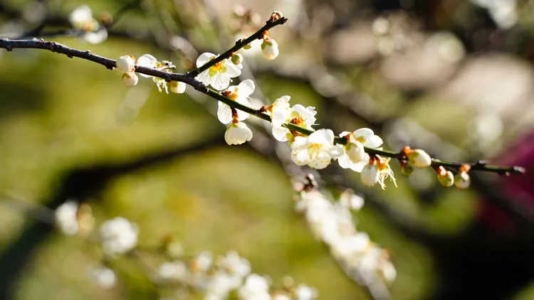 桃園角板山行館梅園為北台灣最大梅園之一，種植梅樹共計296棵。桃園觀旅局提供
