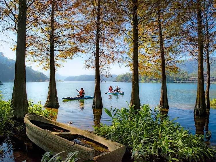 日月潭可以在不同角度，欣賞不同風貌的落羽松。日管處提供