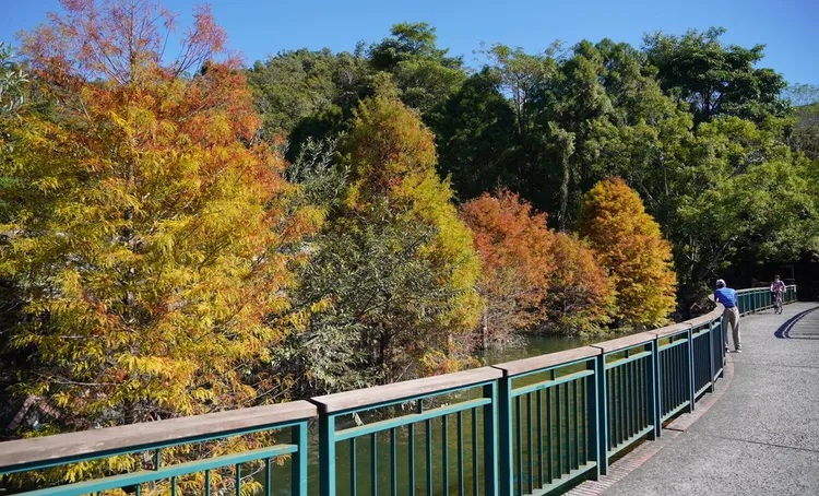 被CNN譽為全球最美單車道之一的日月潭環湖自行車道，沿線都可以欣賞到落羽松。日管處提供