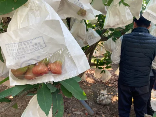 莲雾寒害农灾农友看过来 农委会准救助快向乡镇公所说