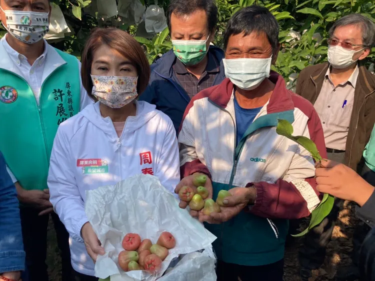 掏出套袋內，都已落果剝離枝頭。資料照片