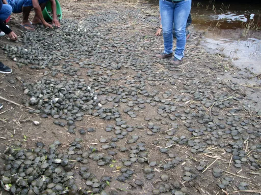 復育亞馬遜潟湖及河流 秘魯放生逾6000隻瀕危物種幼龜