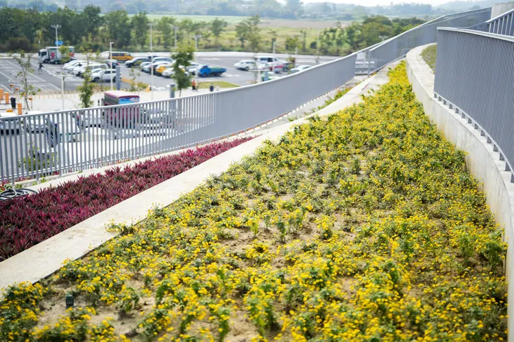 屋頂花草還在初期栽植階段，未來可期。田欣雲攝