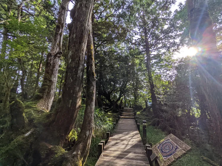 檜木原始林步道徜徉森林浴。林管處提供
