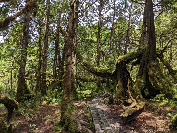 「翠峰湖環山步道」近乎靜謐，被世界非營利組織「國際寧靜公園（QPI,Quiet Parks International）授證為全球第一條寧靜步道。林管處提供