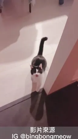 『我姑媽割雞皮要送給他』哈！抓到你了！我是不是靈活的很　來吧，換你當鬼了。IG @bingbongmeow 提供