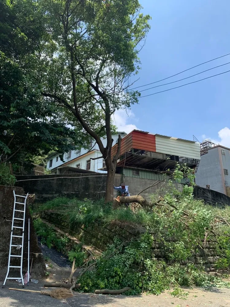 吳男僱工鋸除住處旁的路樹發生意外。民眾提供