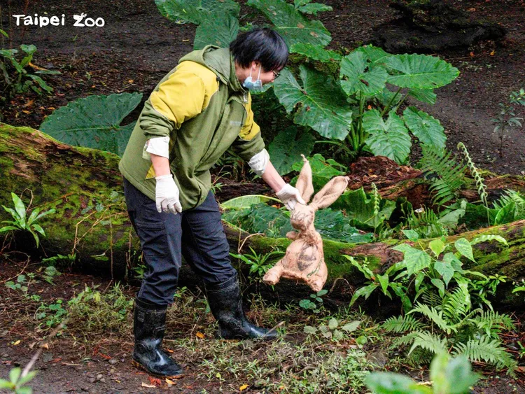 保育員及志工用麻布袋逢製栩栩如生的兔子玩具。翻攝動物園臉書