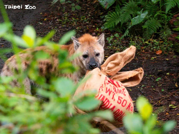 保育員及志工用麻布袋逢製栩栩如生的兔子玩具。翻攝動物園臉書