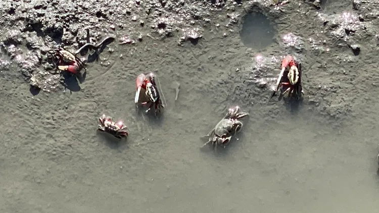 在海空步道可觀察招潮蟹生態。孫英哲攝