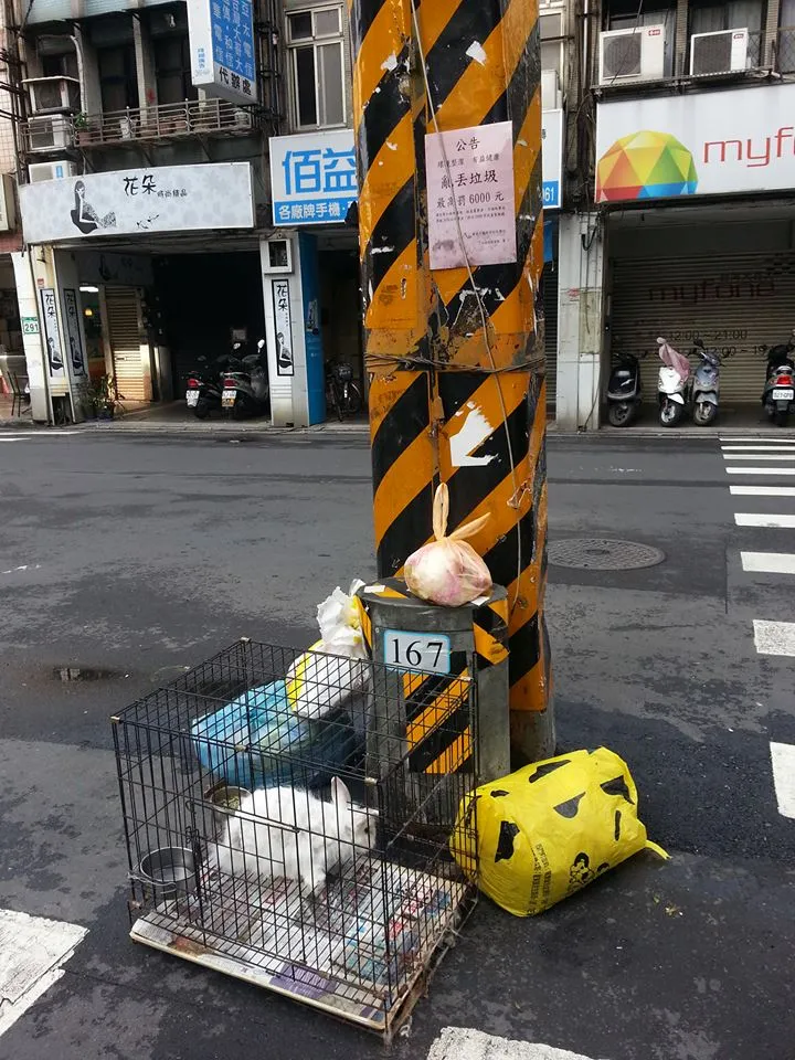 被遺棄在路邊垃圾堆中的兔兔。愛兔協會提供