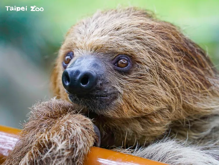 長相呆萌的樹獺相當討人喜愛。翻攝動物園臉書