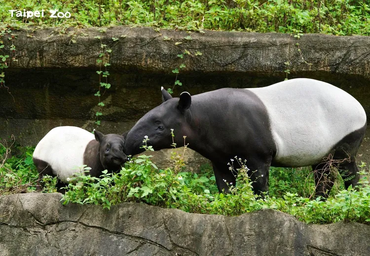 馬來貘「貘花豆」母女在戶外散步。翻攝動物園臉書