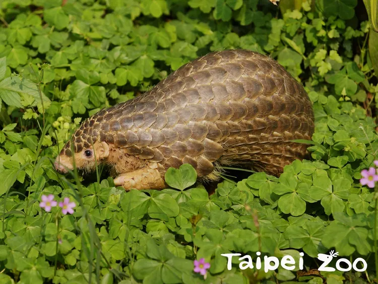 過年不妨來動物園看看穿山甲的可愛模樣。翻攝動物園臉書