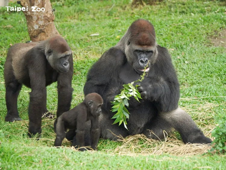 金剛猩猩家族。翻攝動物園臉書