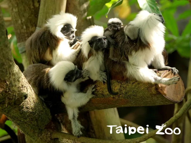 棉頭絹猴也是動物園必訪。翻攝動物園臉書