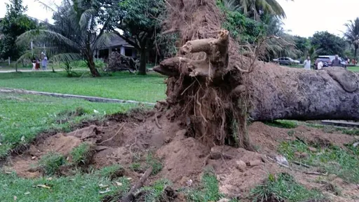 狂風拔樹倒砸兒童遊樂場　14歲姊姊「捨命推開兩弟」被樹擊死亡