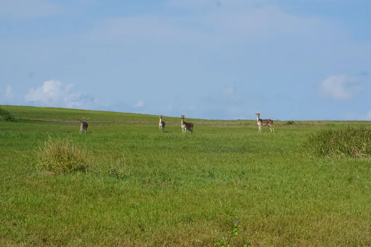 龍磐草原上的野放梅花鹿，牠們怕生，也遠望人們動靜。墾管處提供