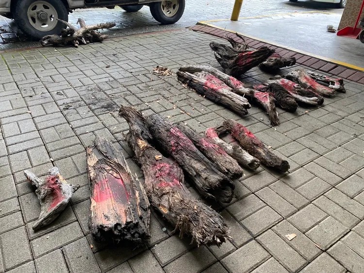 經鑑定吳男所偷漂流木，為台灣紅檜11支、扁柏7支。讀者提供