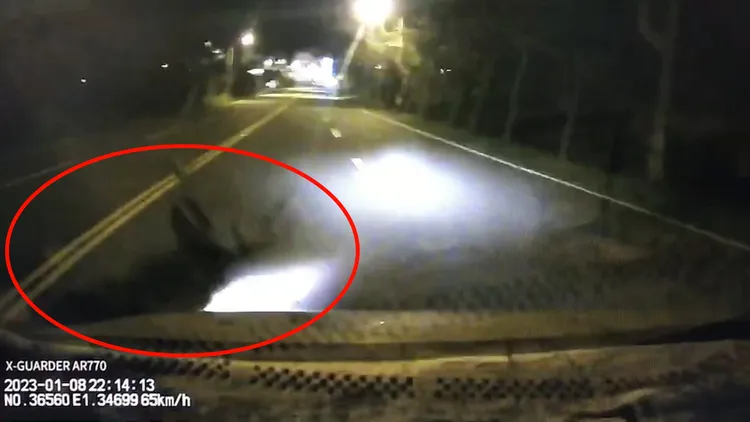 計程車司機驚呼一聲撞上梅花鹿。讀者提供