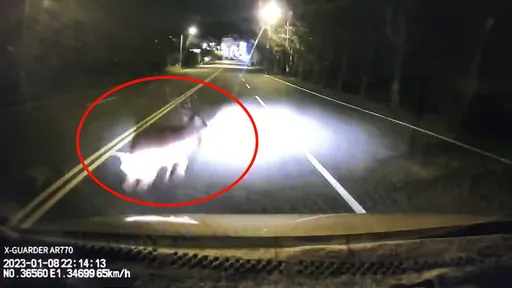 墾丁梅花鹿深夜鬼切撞小黃 保桿撞凹肇逃!墾管處:可申請理賠