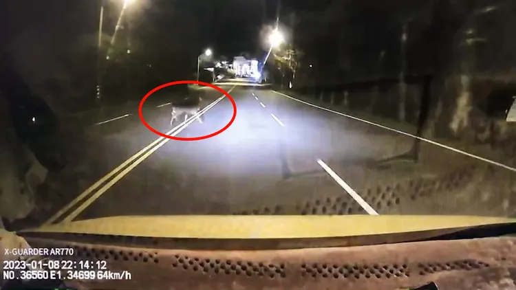 梅花鹿從黑暗的路邊竄出。讀者提供