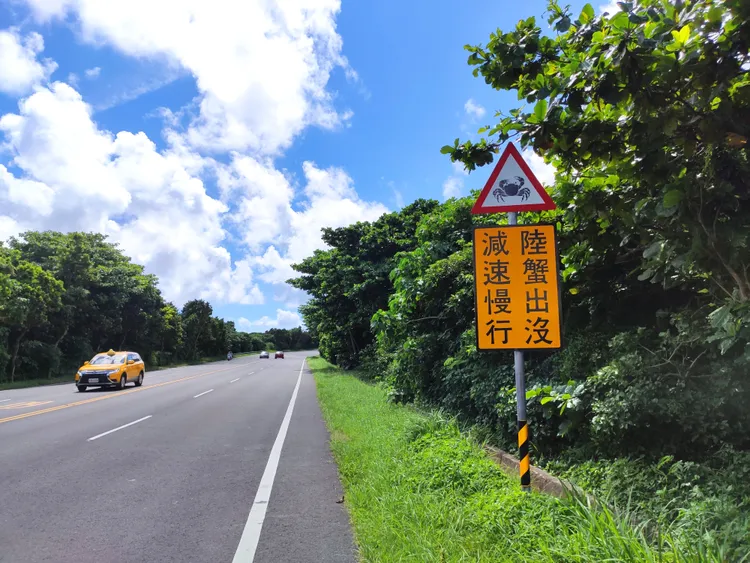 陸蟹也常遭「路殺」。羅琦文攝