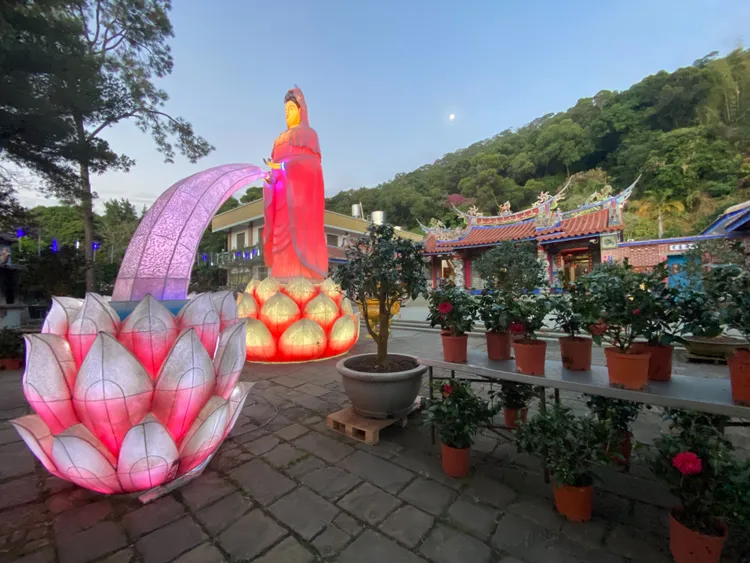 新春到清水岩寺走春，賞茶花看花燈。孫英哲攝