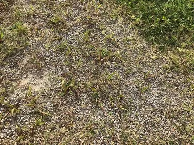 林彥甫說，2020.6.5和新竹市議員蔡惠婷去現場會勘拍的照片，可以明顯看出草皮上充滿碎石子。翻攝自林彥甫臉書