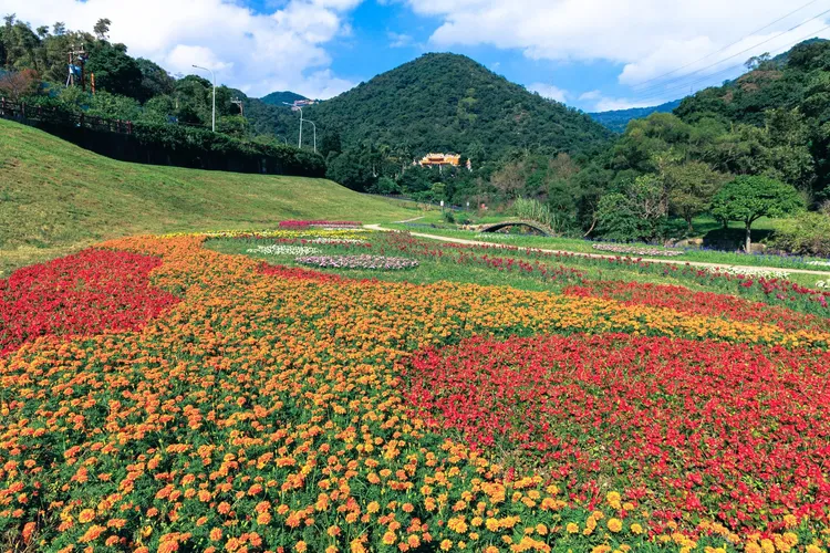 今年大溝溪花海多達2萬5千盆。台北市工務局提供